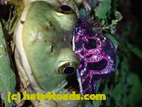 /home//u458753944/public_html/sourcegallery//Frogs/Bullfrogs 2020-09 Upper Merion/P9280704.JPG